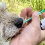 CBD Oil For Vestibular Disease In Dogs